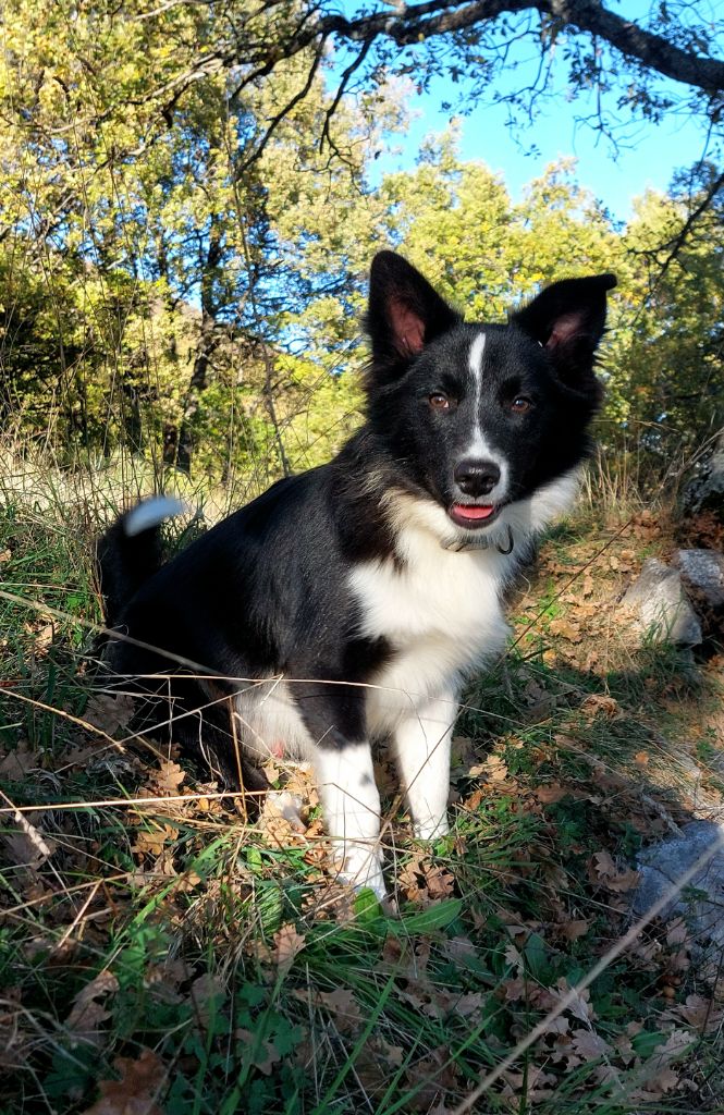 Du Domaine Des Lucioles - Chiot disponible  - Berger islandais