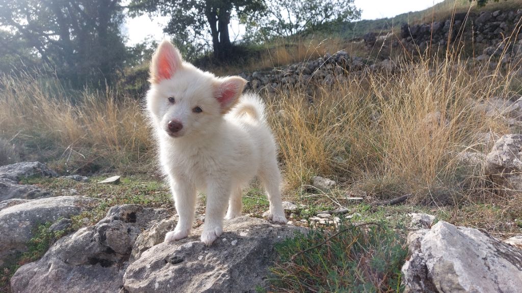 Du Domaine Des Lucioles - Chiot disponible  - Berger islandais