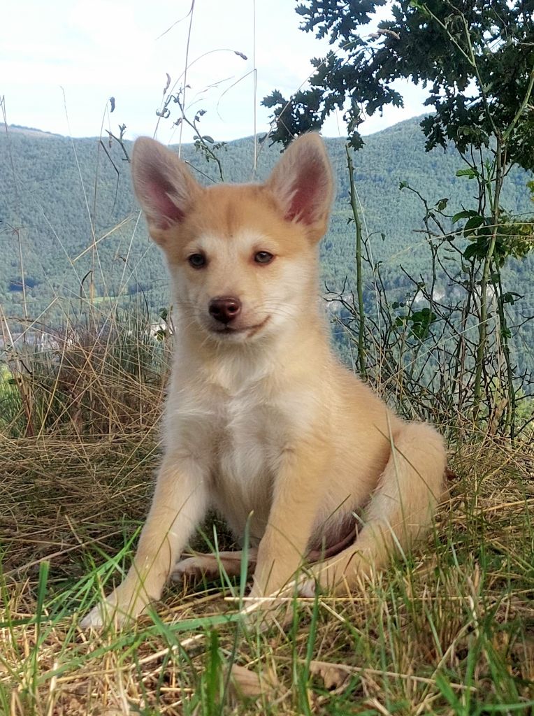 Du Domaine Des Lucioles - Chiot disponible  - Berger islandais