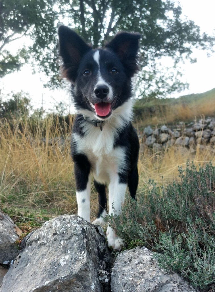 Du Domaine Des Lucioles - Chiot disponible  - Berger islandais