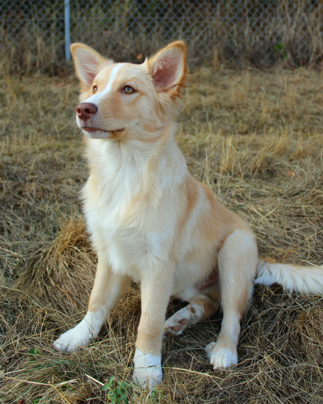 Un superbe jeune mâle Berger Islandais LOF disponible