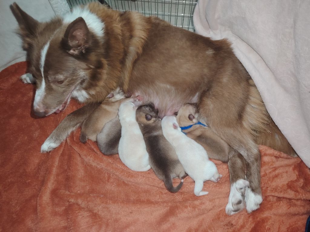 Chiot Berger islandais Du Domaine Des Lucioles