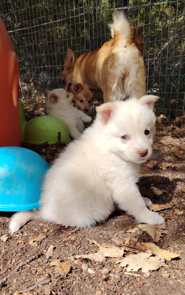 Du Domaine Des Lucioles - Chiots disponibles - Berger islandais