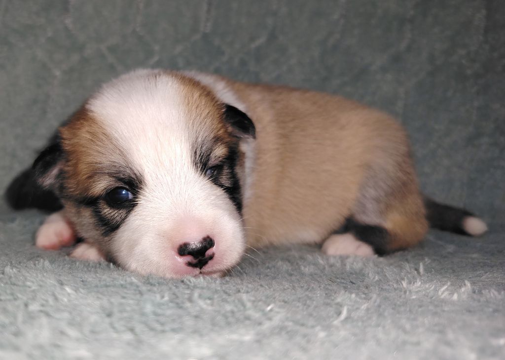Du Domaine Des Lucioles - Chiots disponibles - Berger islandais