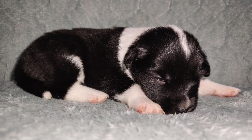 Du Domaine Des Lucioles - Chiots disponibles - Berger islandais