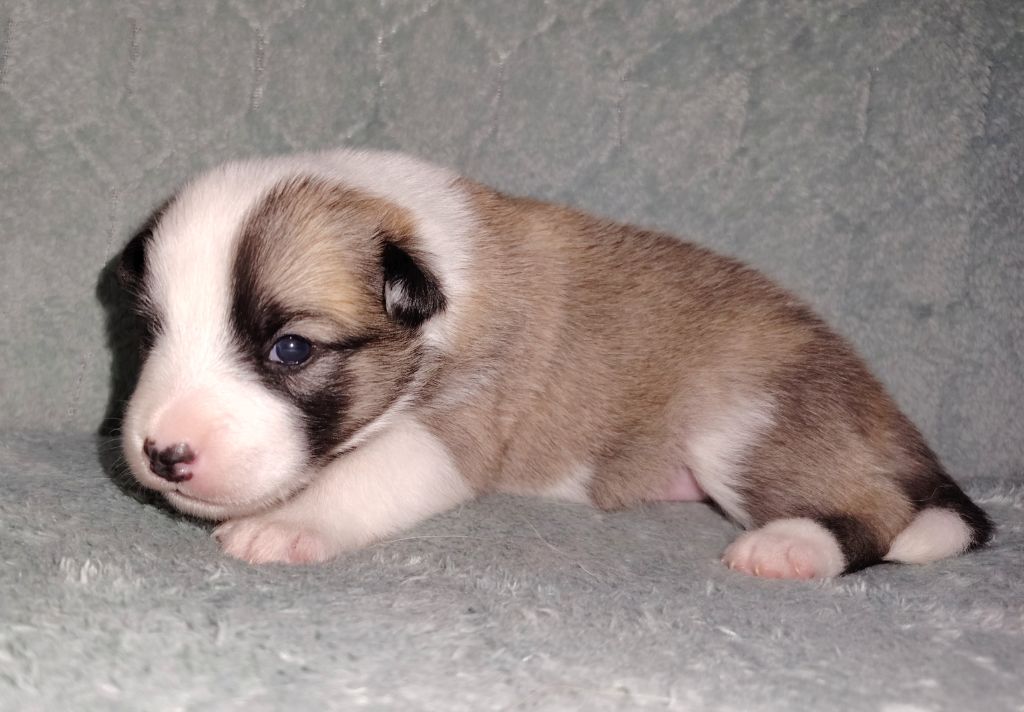 Du Domaine Des Lucioles - Chiots disponibles - Berger islandais