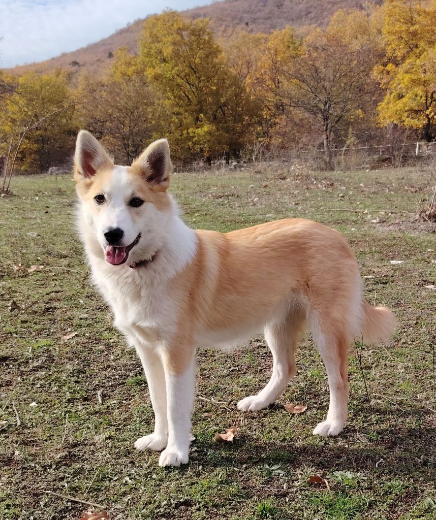 Du Domaine Des Lucioles - Chiots disponibles - Berger islandais