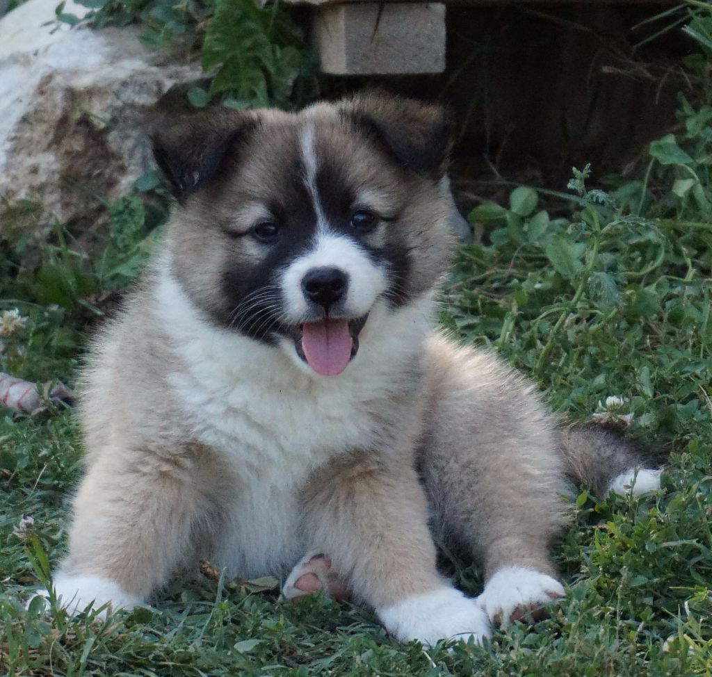 Du Domaine Des Lucioles - Berger islandais - Portée née le 26/04/2017