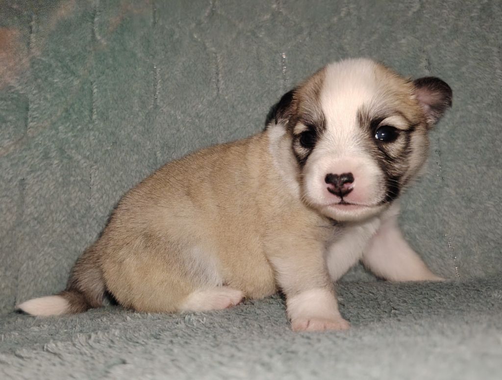 Du Domaine Des Lucioles - Chiots disponibles - Berger islandais