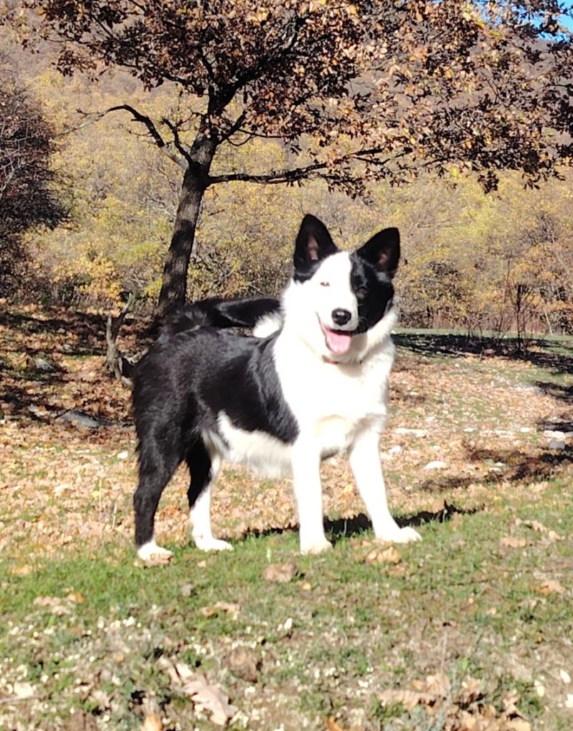 Du Domaine Des Lucioles - Chiots disponibles - Berger islandais