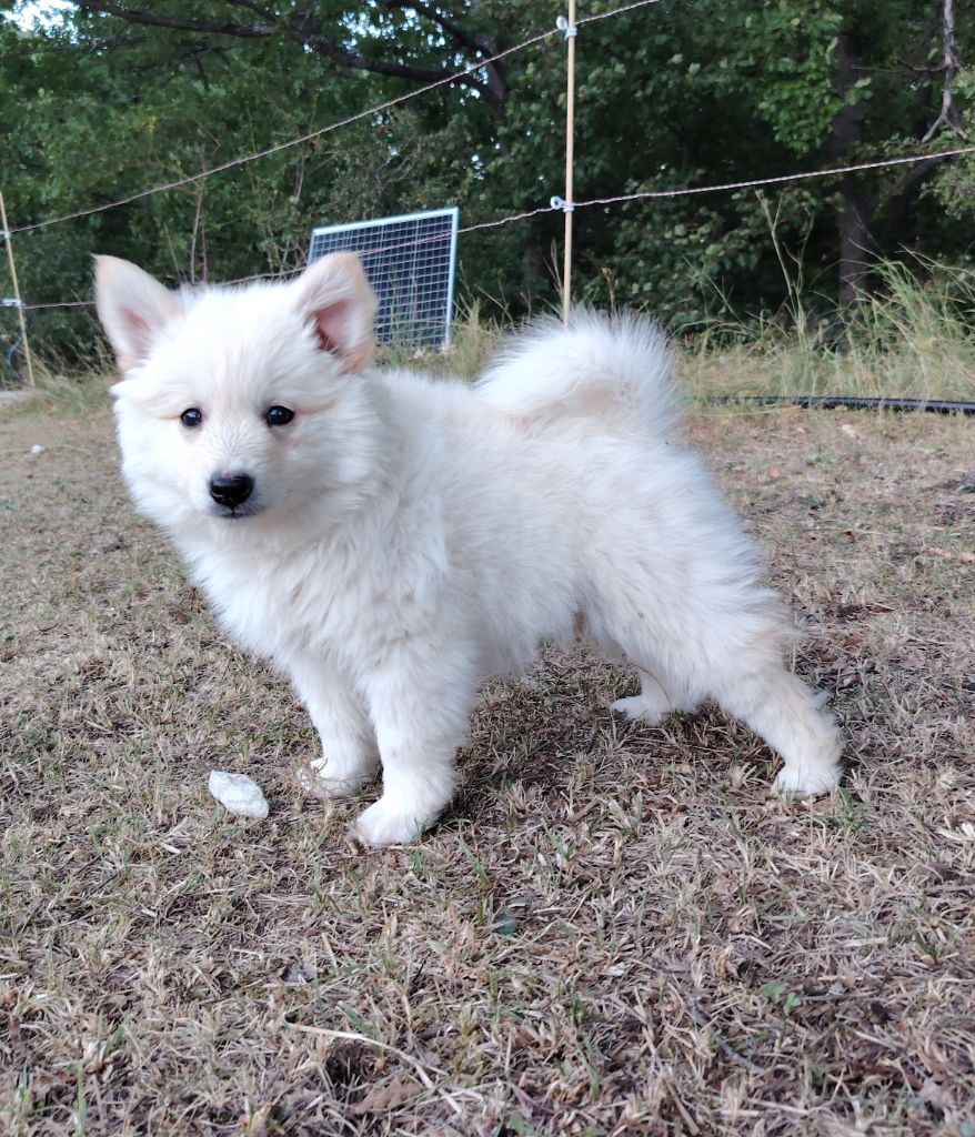 Du Domaine Des Lucioles - Chiots disponibles - Berger islandais