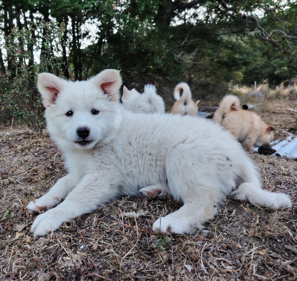 Du Domaine Des Lucioles - Chiots disponibles - Berger islandais
