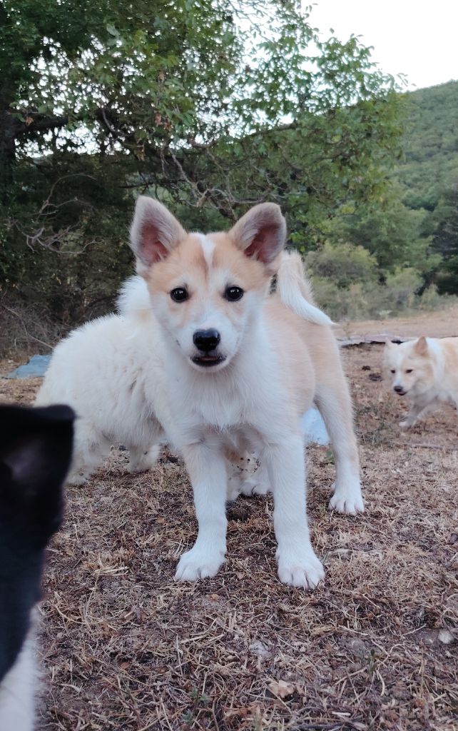 Du Domaine Des Lucioles - Chiots disponibles - Berger islandais