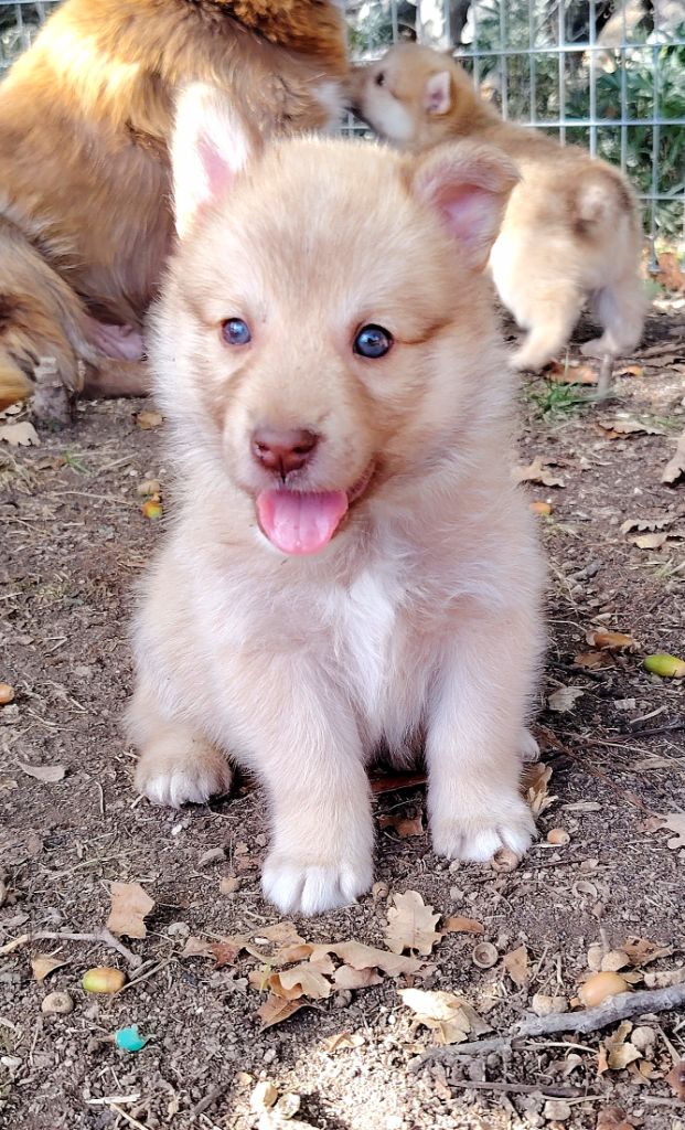 Du Domaine Des Lucioles - Chiots disponibles - Berger islandais