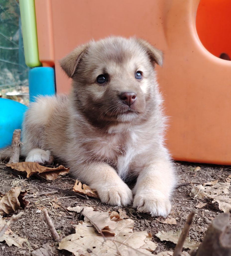 Du Domaine Des Lucioles - Chiots disponibles - Berger islandais