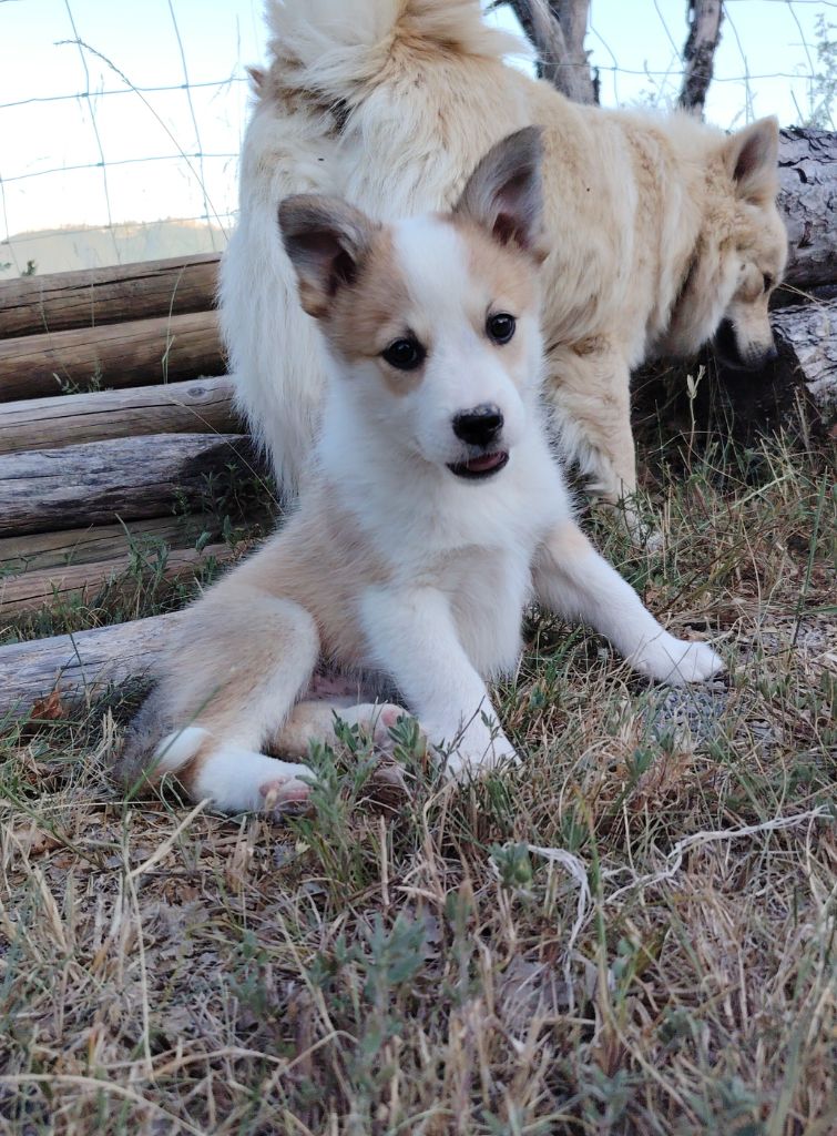 Du Domaine Des Lucioles - Chiots disponibles - Berger islandais