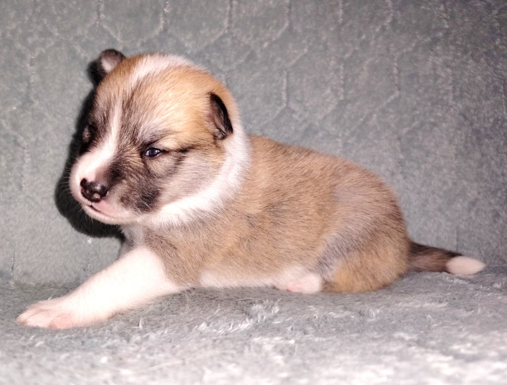 Du Domaine Des Lucioles - Chiots disponibles - Berger islandais