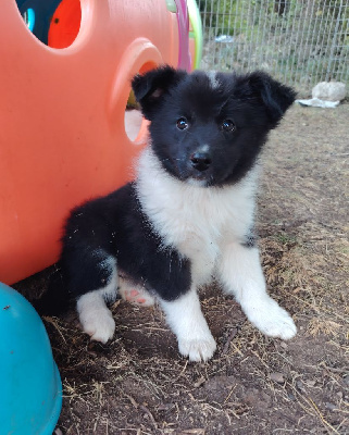 Áma (Femelle 3)