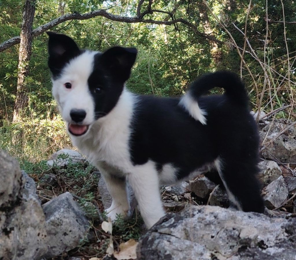 Du Domaine Des Lucioles - Chiots disponibles - Berger islandais
