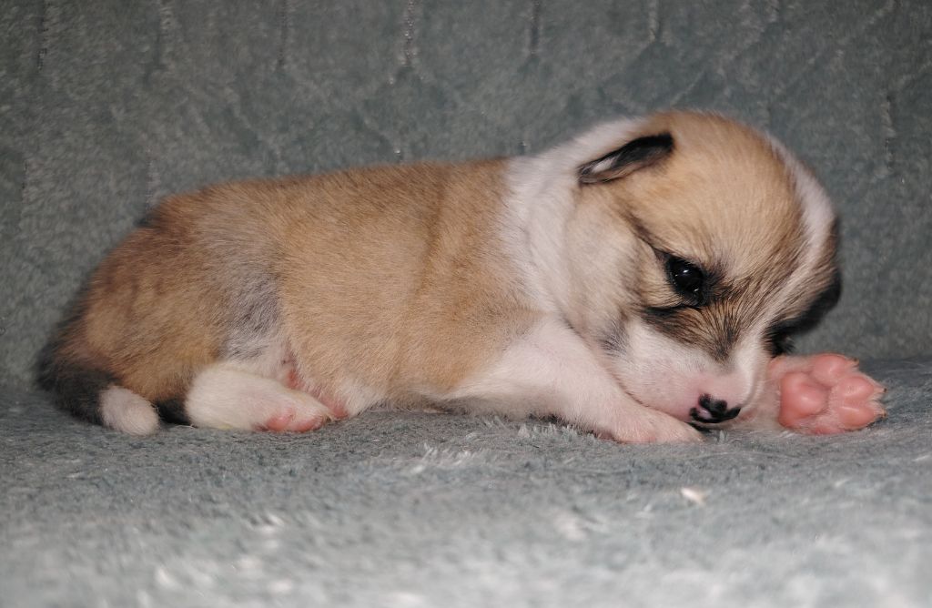 Du Domaine Des Lucioles - Chiots disponibles - Berger islandais