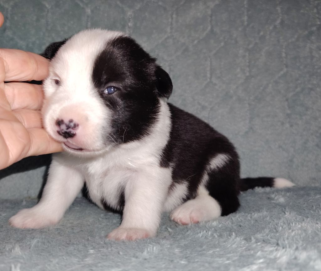 Du Domaine Des Lucioles - Chiots disponibles - Berger islandais