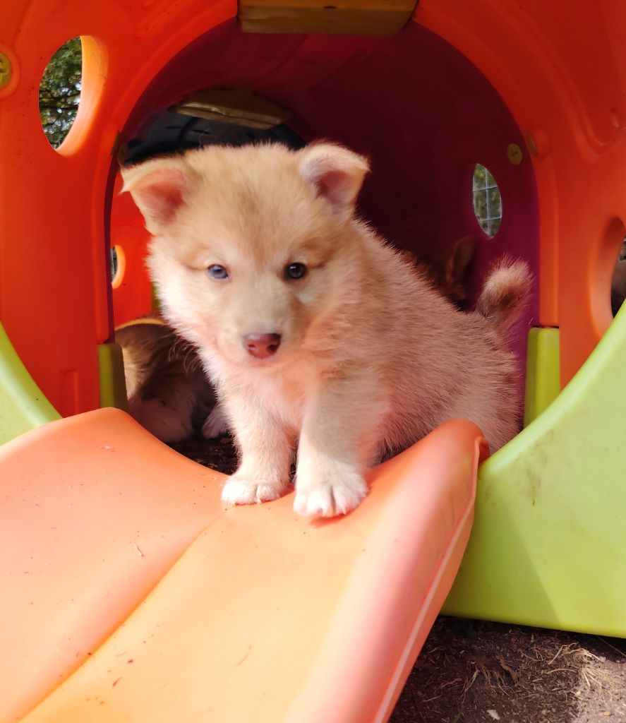 Du Domaine Des Lucioles - Chiots disponibles - Berger islandais