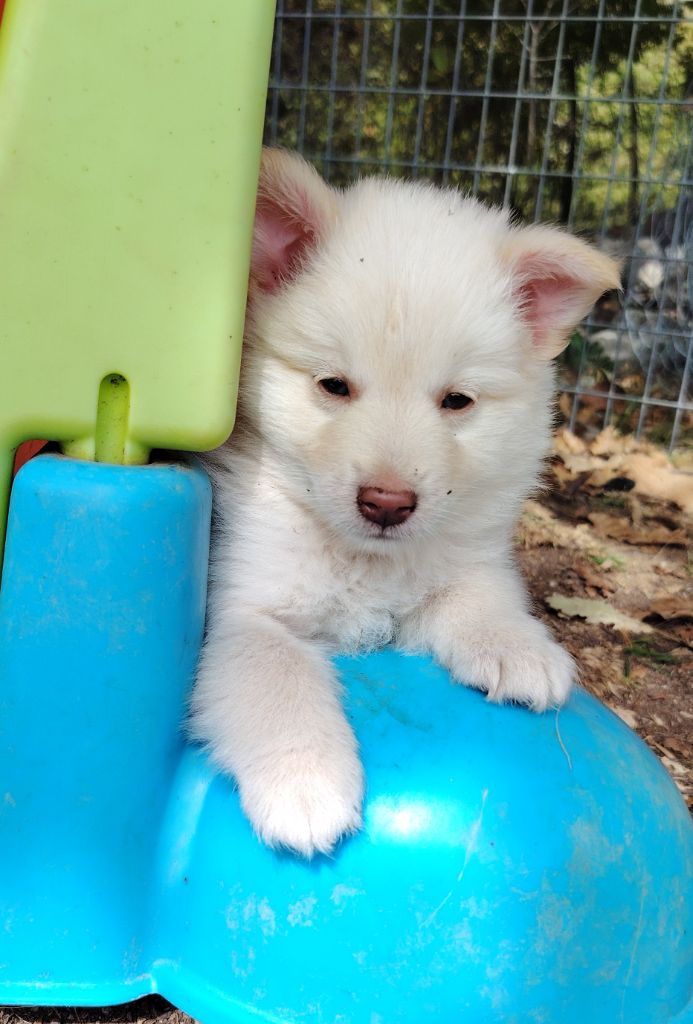 Du Domaine Des Lucioles - Chiots disponibles - Berger islandais