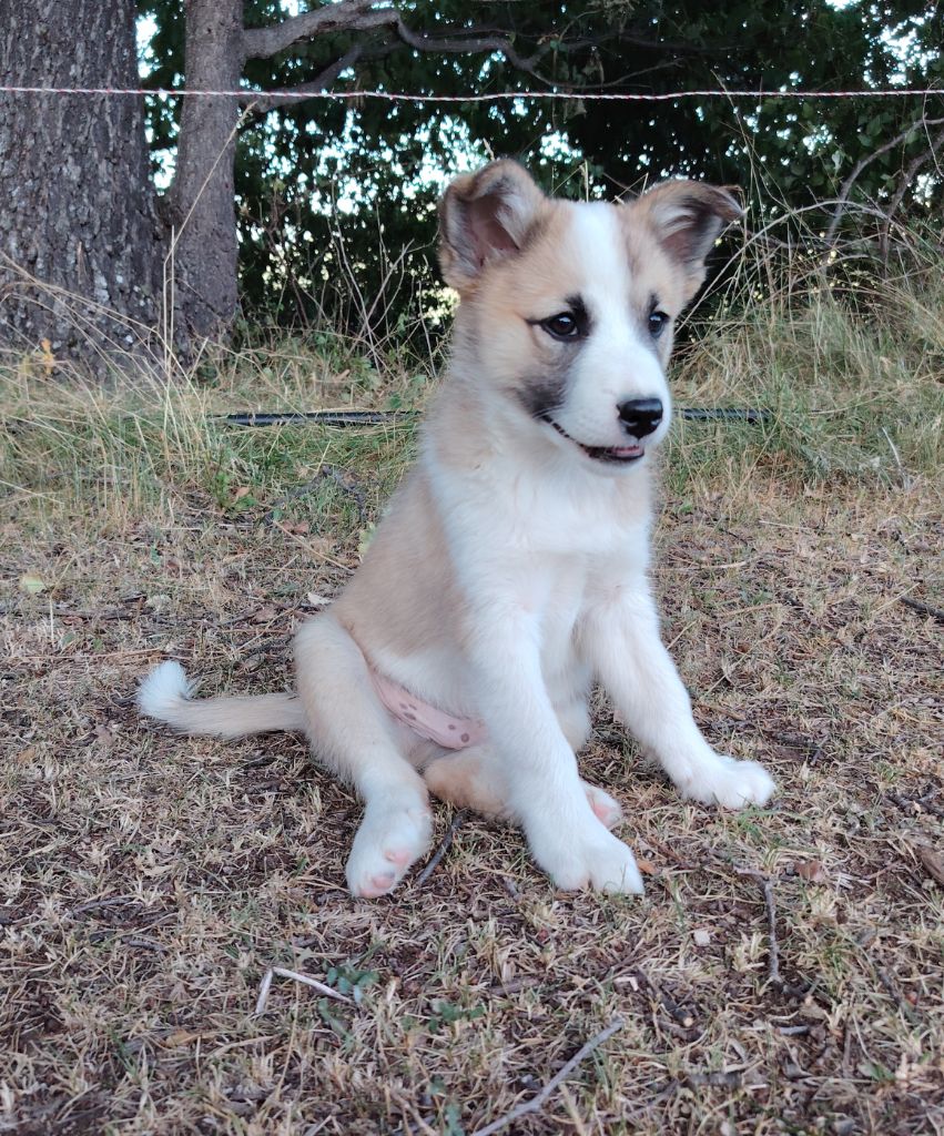 Du Domaine Des Lucioles - Chiots disponibles - Berger islandais